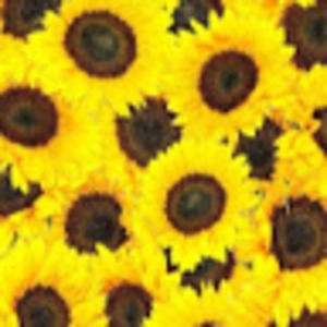 Meet your Posher, Ruby